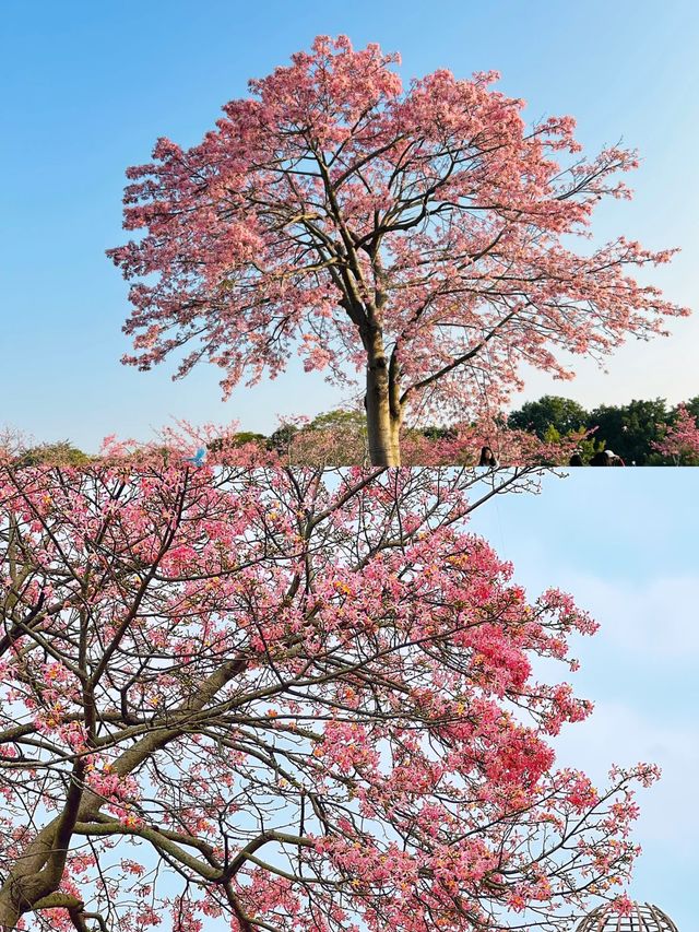 live的意義｜這個公園太美 公主請出遊