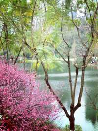 重慶踏青賞梅之彩雲湖