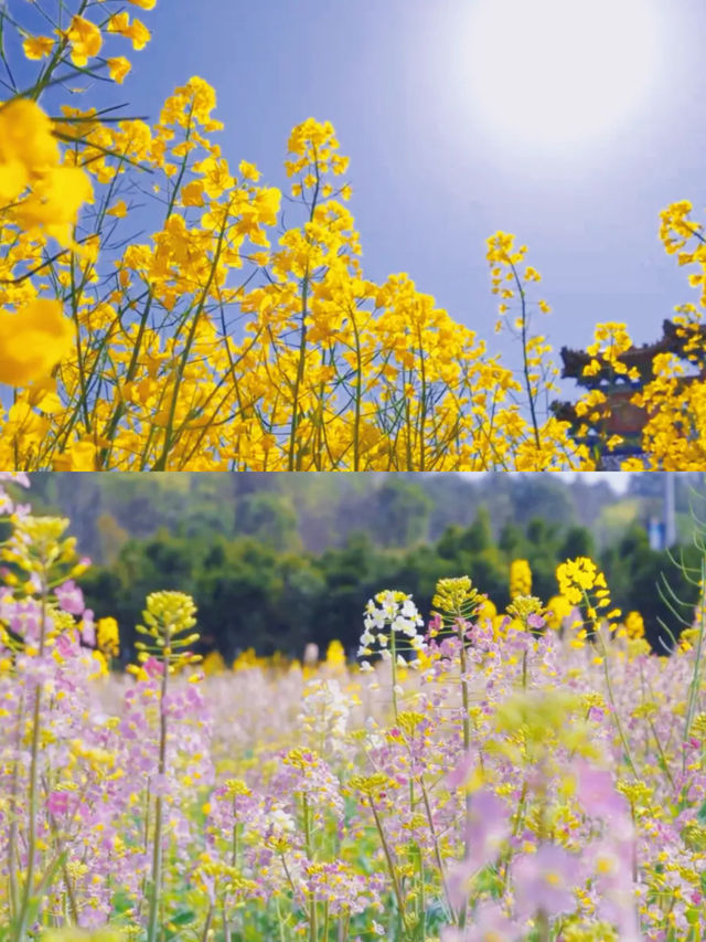 南昌春日賞花全攻略！花期地圖請查收
