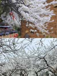廣東最美的李花來啦丨陽山水浪花谷