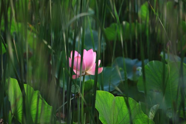 吉林四平市植物園：自然之美的繽紛世界