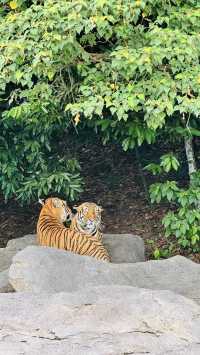 在新加坡可以入住萬態雨林野生動物園？
