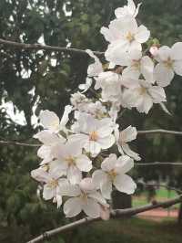 別只知道雞鳴寺！南京私藏的絕美賞櫻路線大公開