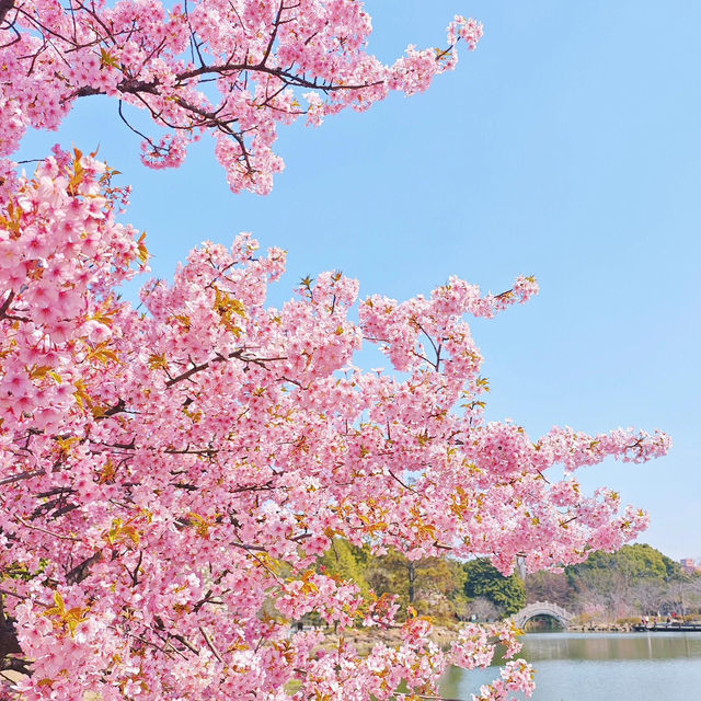 🌸市區寶藏賞櫻地 | 上海植物園