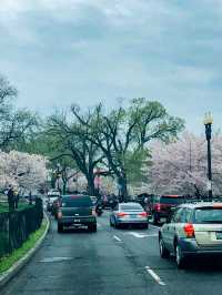3 月遊 DC，請留一天給華盛頓賞櫻