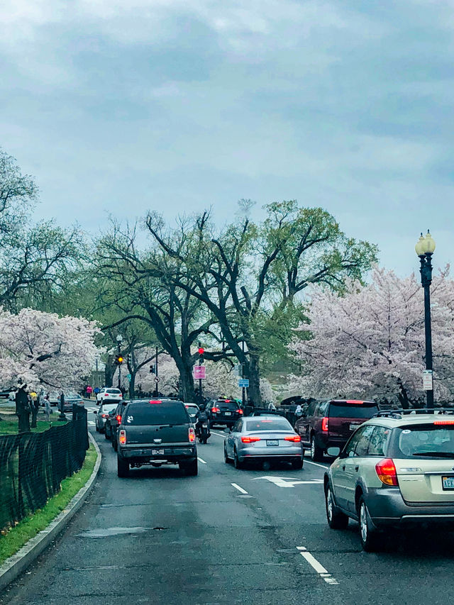 3 月遊 DC，請留一天給華盛頓賞櫻