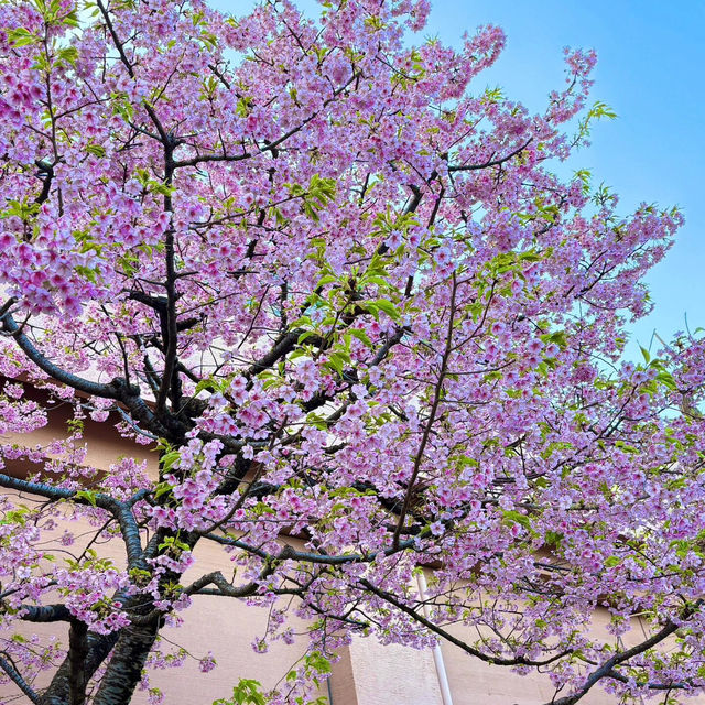🌸東京限定浪漫！台場海濱公園櫻花盛放