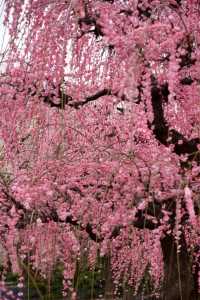 Discover the Hidden Beauty of the Plum Blossom Waterfalls in Jinhua