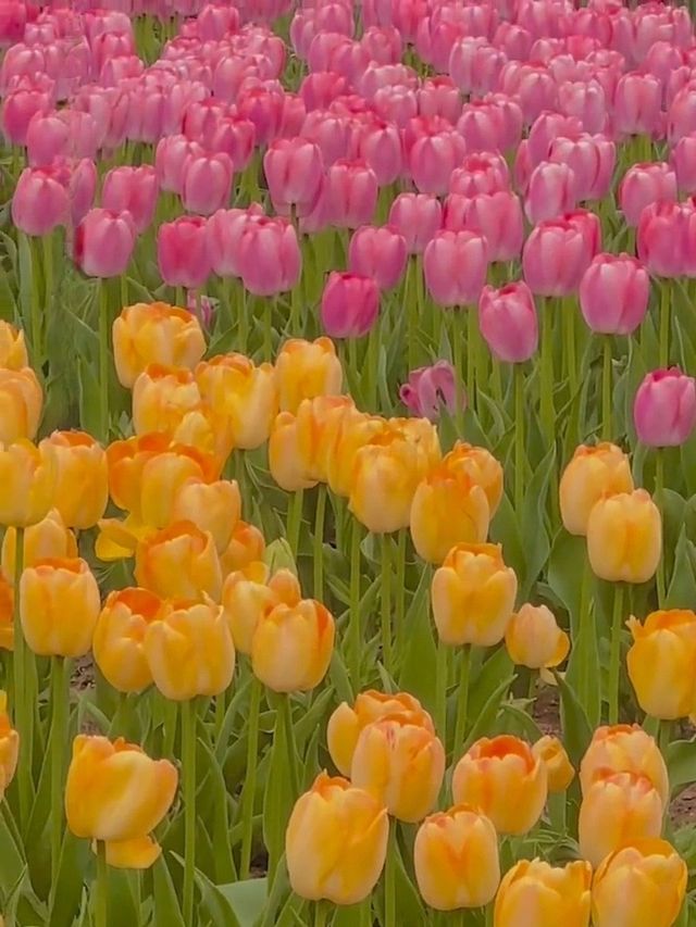 春天的鹽城！現實版莫奈花園賞花攻略