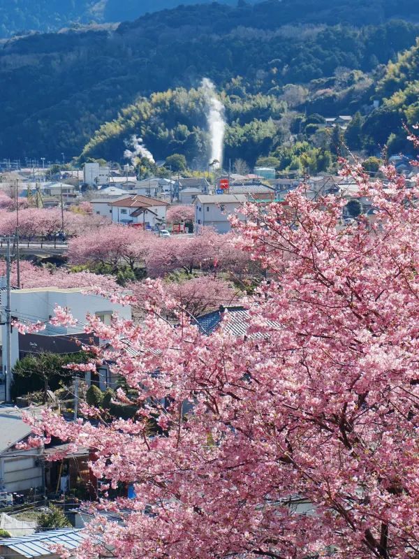 河津桜の早春の魅力を満喫しよう！