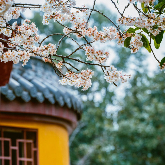 武漢櫻花季｜龍華寺的櫻花開了🌸
