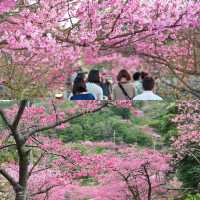私藏賞櫻秘境🌸沖繩八重岳早櫻，美到失語