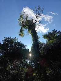 西雙版納-普洱5日遊 超詳細攻略來襲趕快收藏