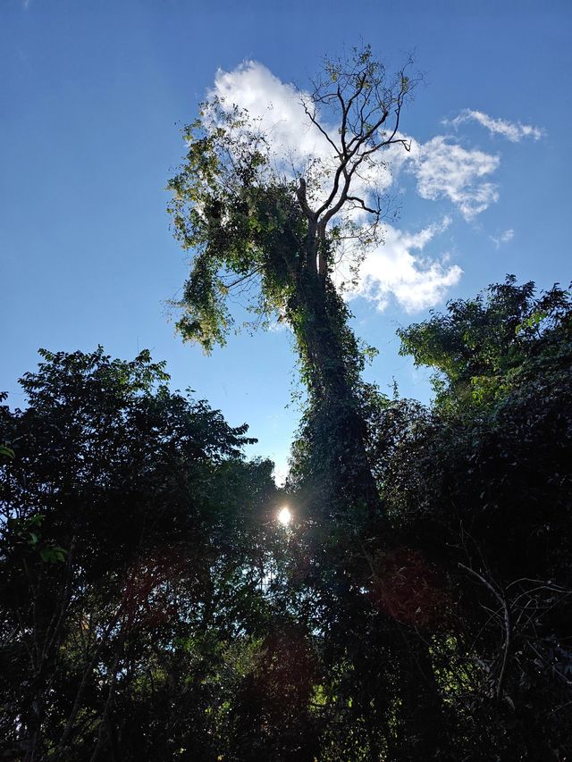 西雙版納-普洱5日遊 超詳細攻略來襲趕快收藏