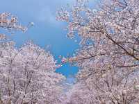 誤入現實版莫奈花園 武漢小眾賞櫻新地標
