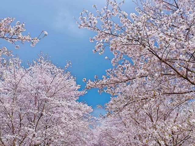誤入現實版莫奈花園 武漢小眾賞櫻新地標
