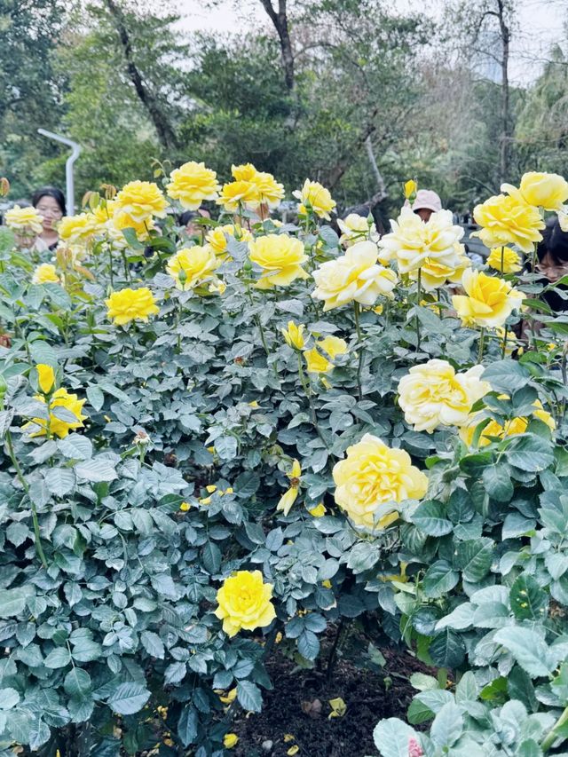 幫你哋踩過點！深圳人民公園最新實拍！