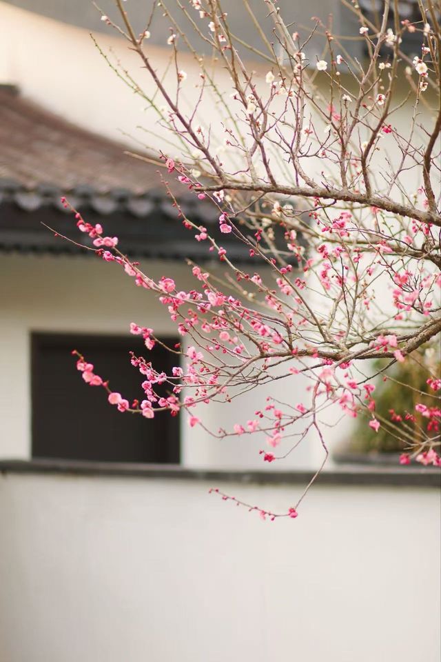 梅香湖景之約