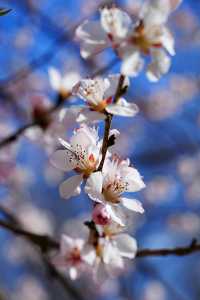 奧森桃花溝：灼灼桃花盛放，春光無限