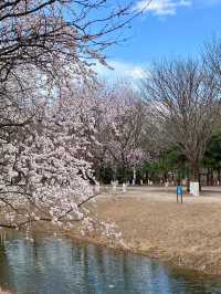【春日限定】奧森桃花谷 花海美到心醉