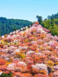 闖入日本賞櫻天花板，邂逅 3 萬株千本櫻