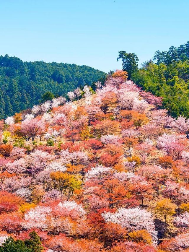 闖入日本賞櫻天花板，邂逅 3 萬株千本櫻