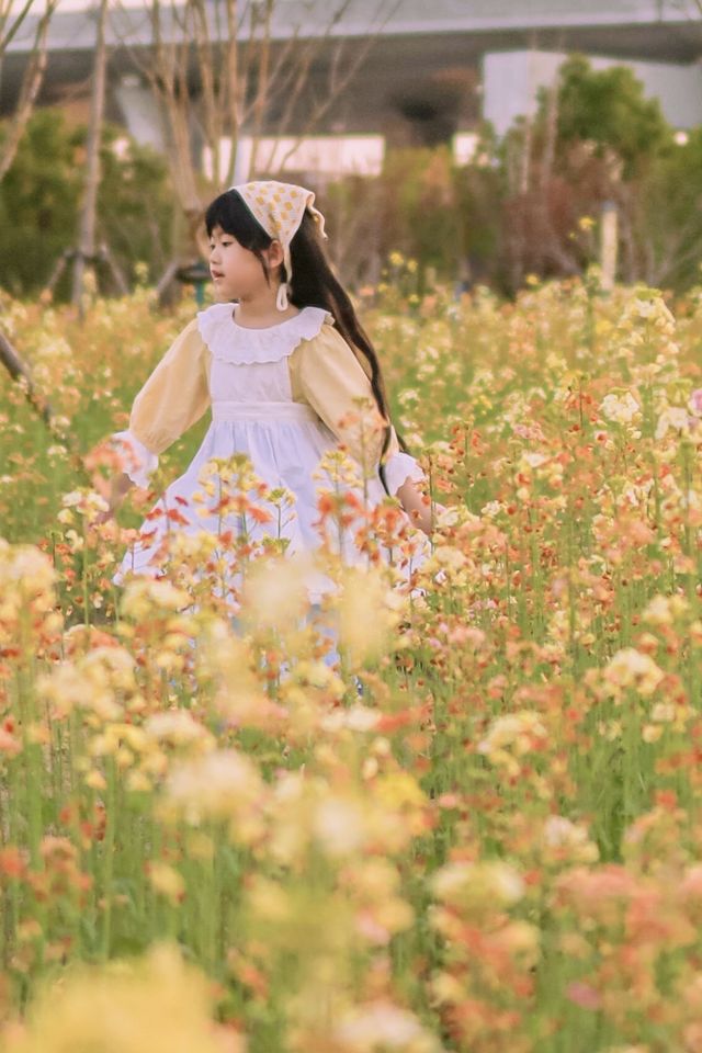 上海竟然有這樣的彩色油菜花！白色櫻花也開啦！