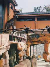 趣遊三峽長頸鹿樂園，邂逅萌寵萌動瞬間