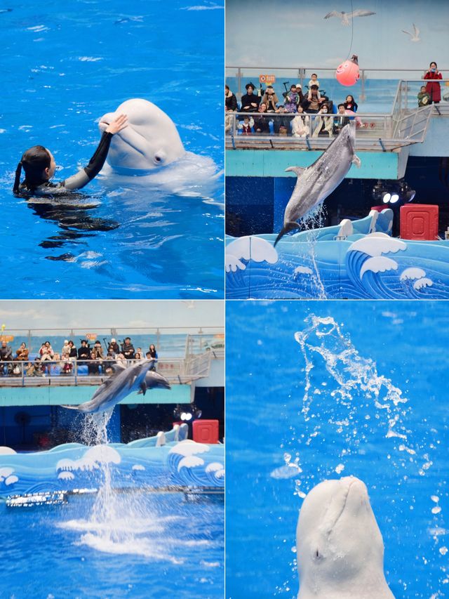 成都極地海洋公園保姆級攻略！🫧blue～