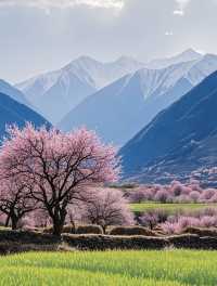 川藏線｜青藏線一次看盡藏地江南春
