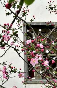 閘北公園更值得去拍春花的三大理由