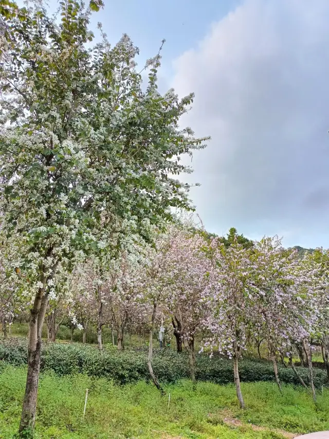 Weekend Camping | One Click to Start a Relaxing and Healing Time