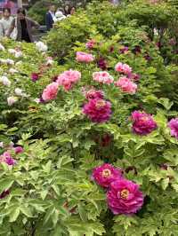 洛陽賞花攻略｜解鎖牡丹花海嘅隱藏玩法