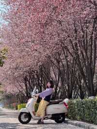 貴陽限定！被櫻花淹沒的公交站🌸