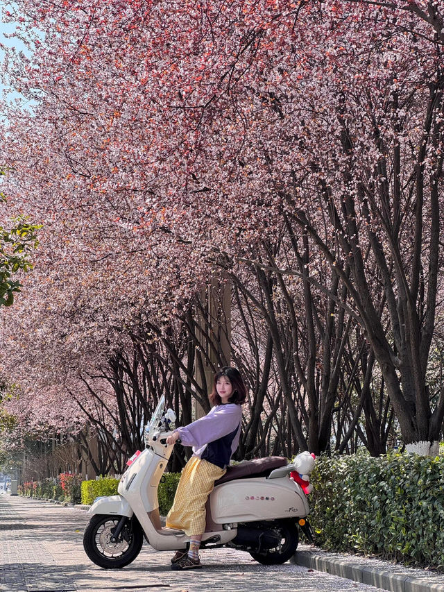 貴陽限定！被櫻花淹沒的公交站🌸