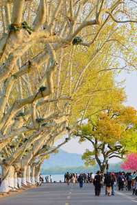杭州「最美轉角」，盡頭似海，兩側樹木遮天