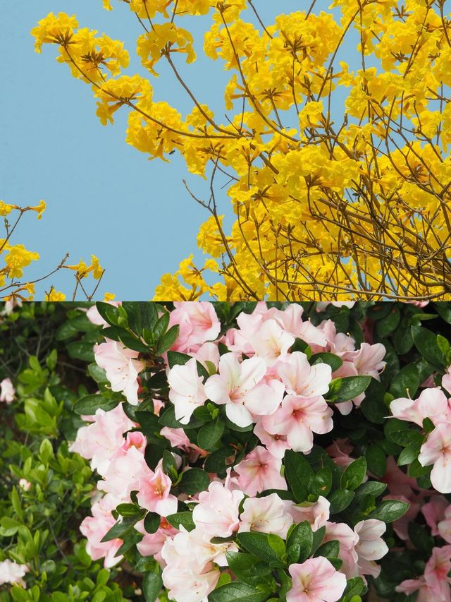 踏青賞花，捕捉夏天的詩意瞬間