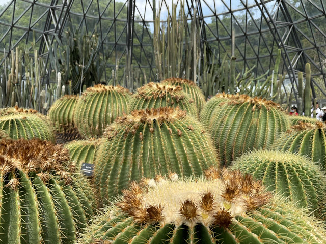 仙湖探幽：深圳仙湖植物園漫步