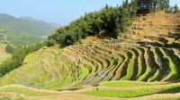 婁底|紫鵲界梯田|旅遊攻略齊全
