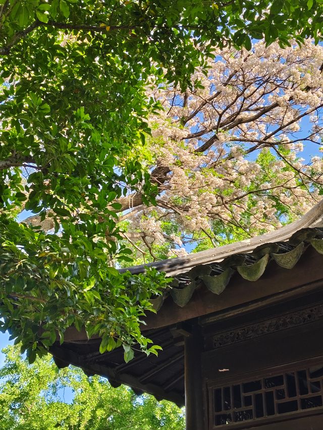 暮春的怡園