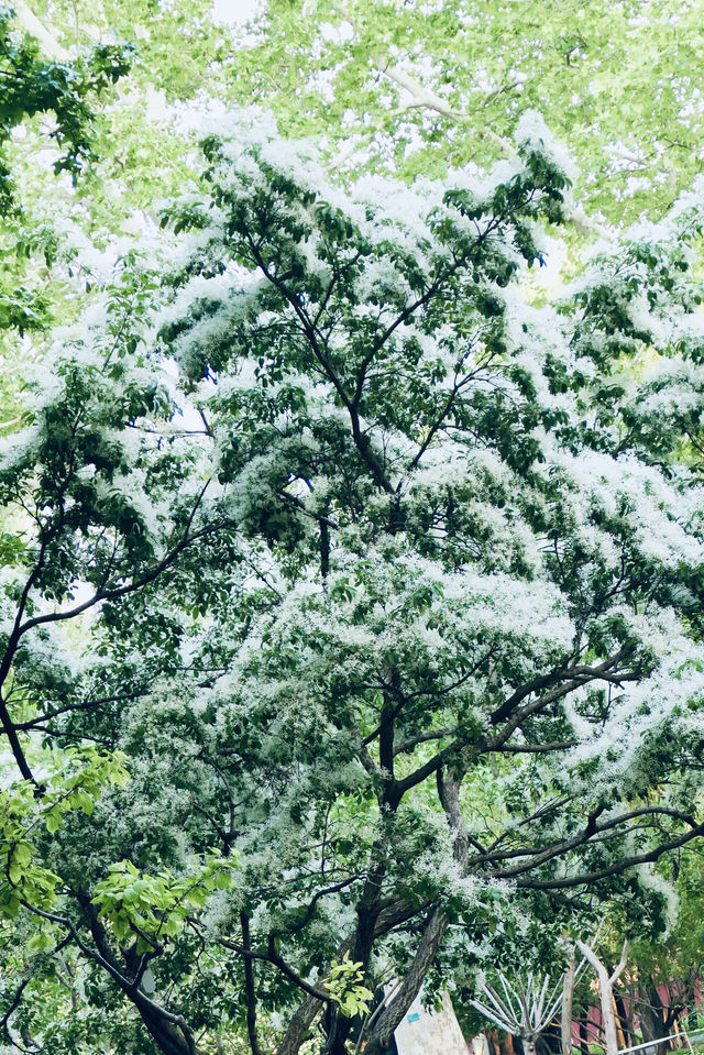北京落雪？不，那是流蘇開花了！
