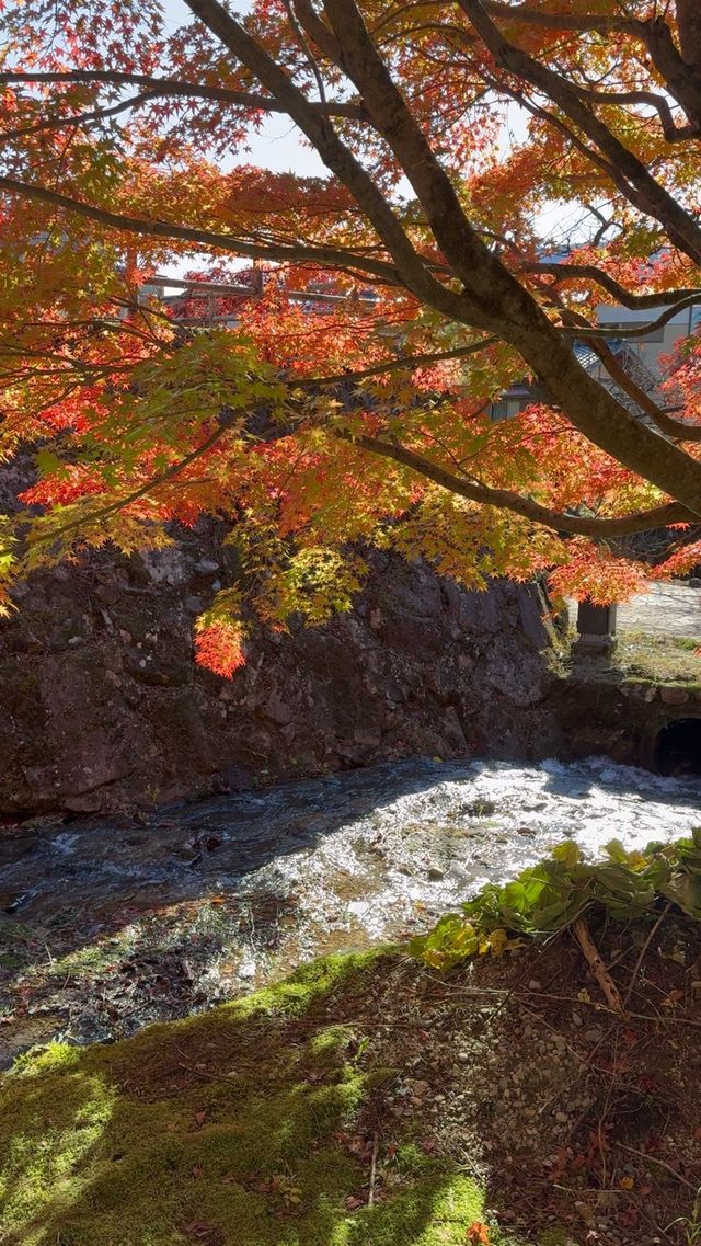 ✨《下呂雨晴公園的紅葉之美》✨