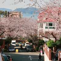 🌸釜山必衝！迎月路櫻花大道美到心臟漏拍！