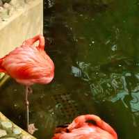 香港動植物公園深度遊｜鬧市綠洲的慢時光探索之旅