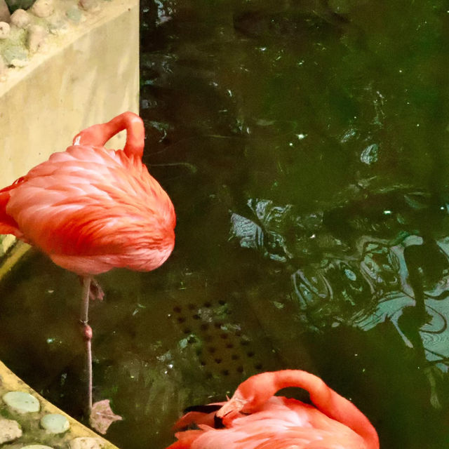 香港動植物公園深度遊｜鬧市綠洲的慢時光探索之旅