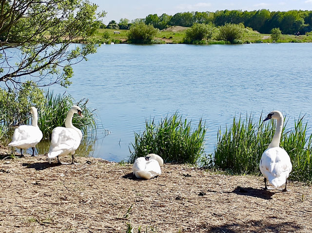 Explore Nature’s Hideaway: Cleethorpes Country Park!