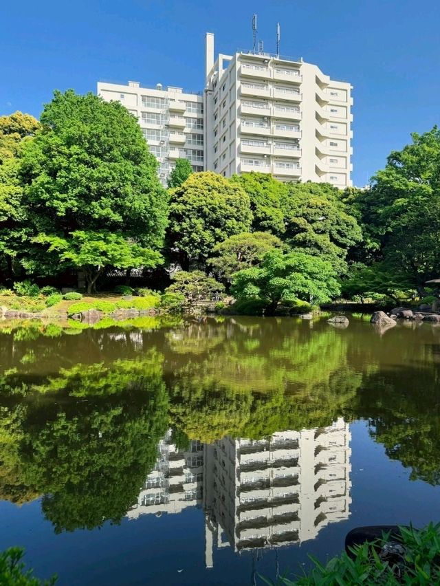 東京舊古河庭園交通全攻略：尋訪靜謐玫瑰園的悠閒路徑 