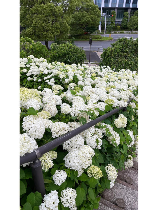 台場 | 繡球花的絢麗盛宴