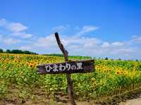 北海道北竜町 | 邂逅百萬向日葵花海🌻