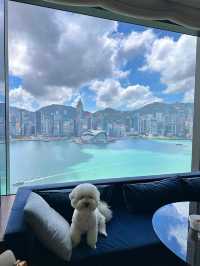 尖沙咀寵物友好酒店大推！帶毛孩住海景房超幸福🥰